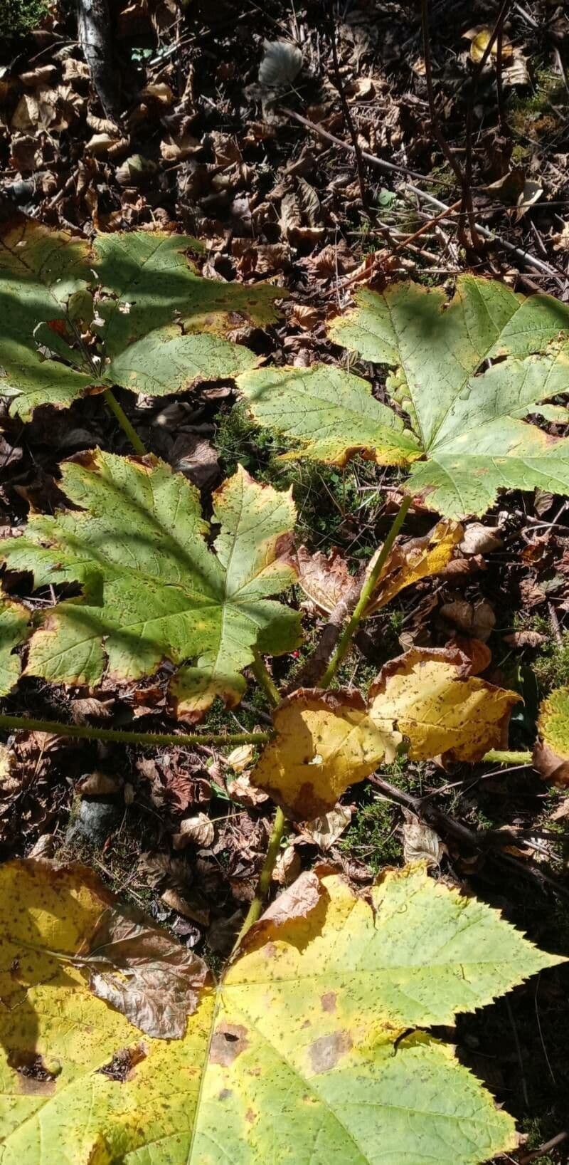 Oplopanax horridus 17