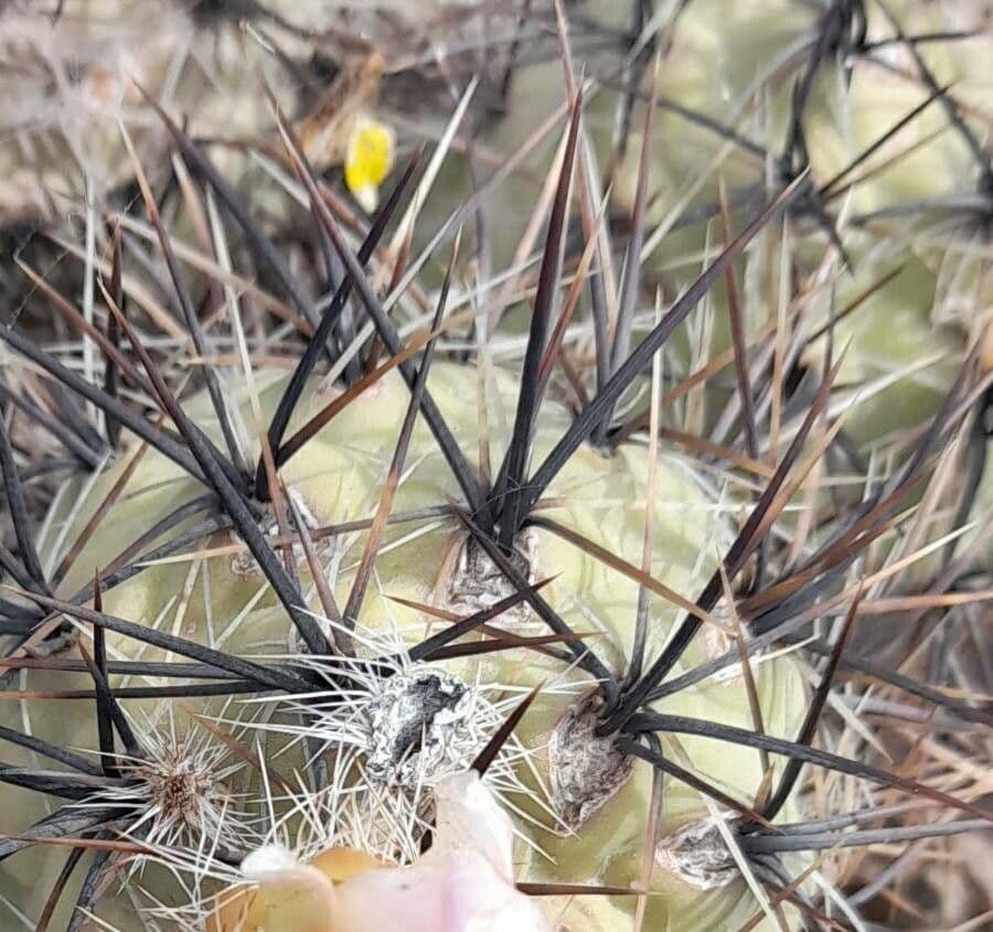 Tephrocactus 15