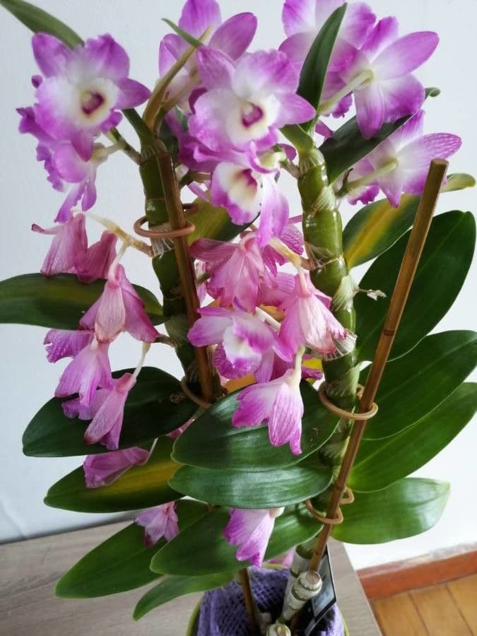 Vavřínovitý dendrobium 14