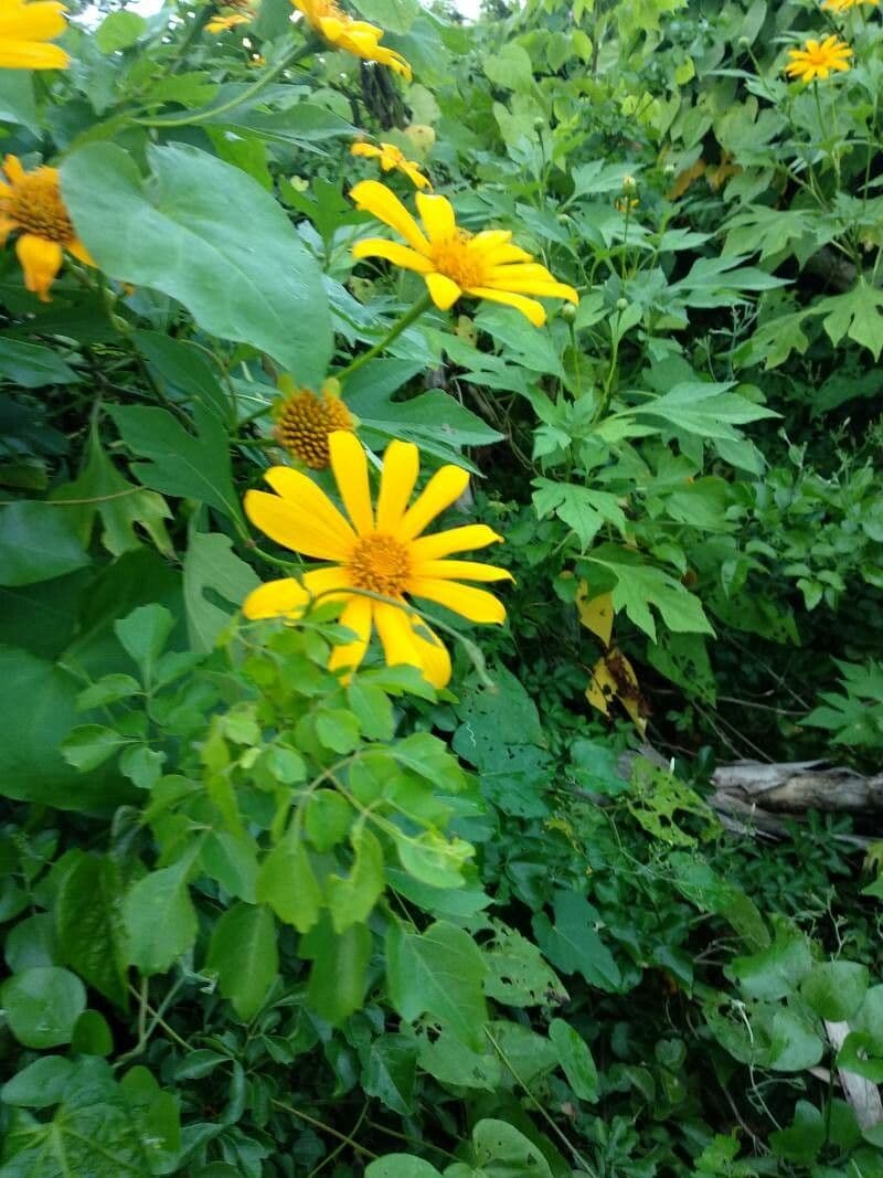 Tithonia diversifolia 26