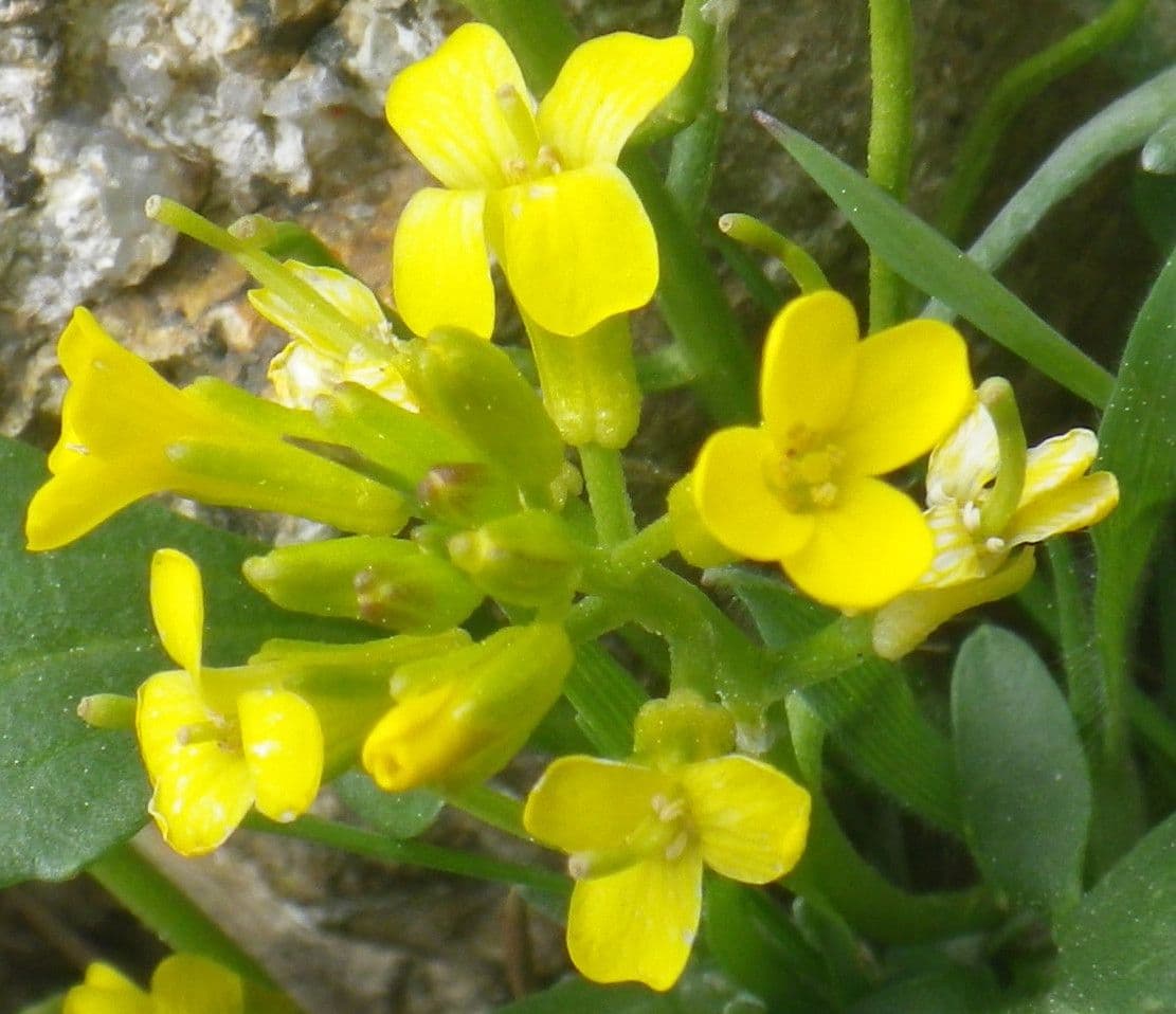 Barbareakresse 5