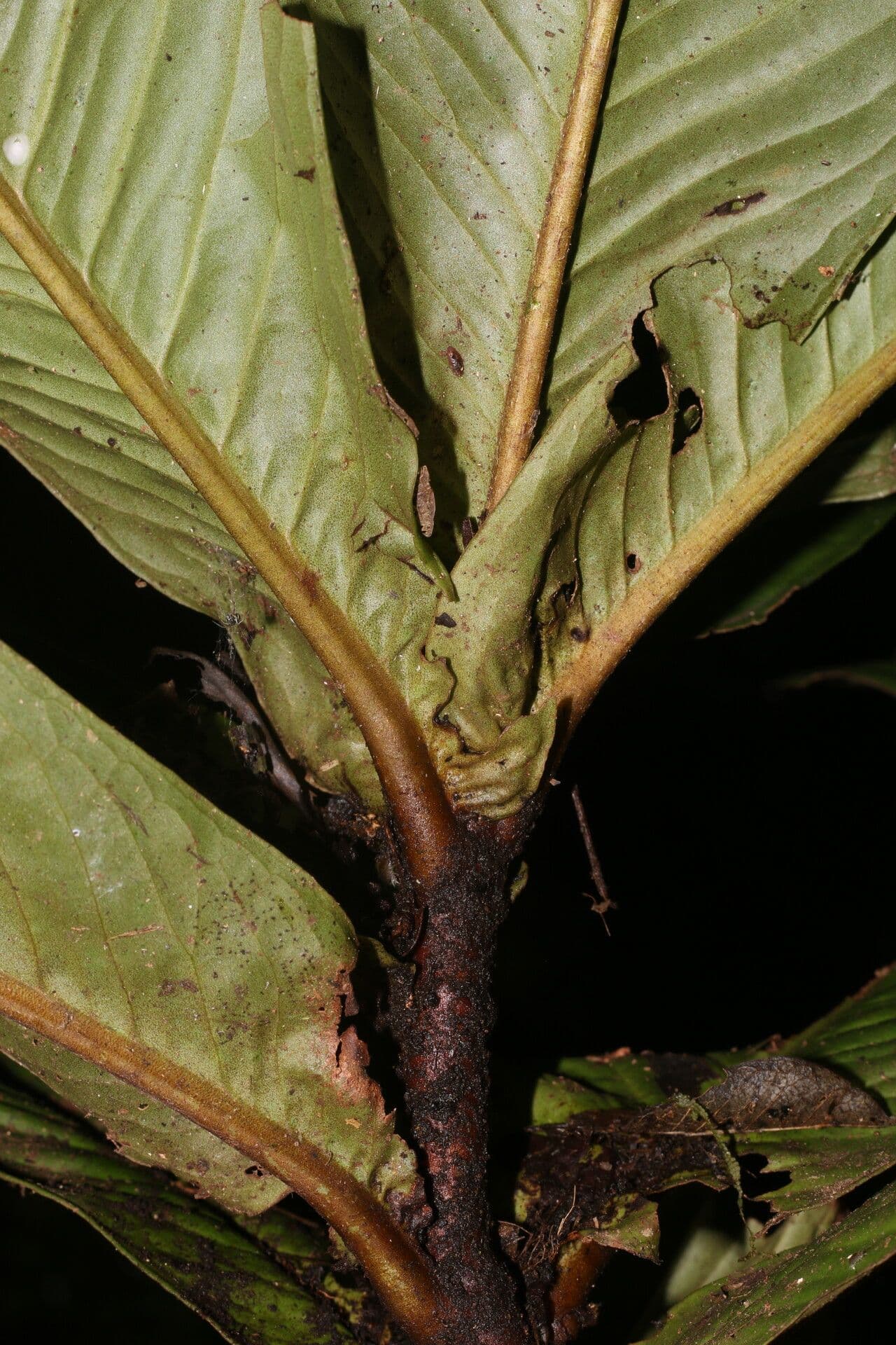 Ardisia 18