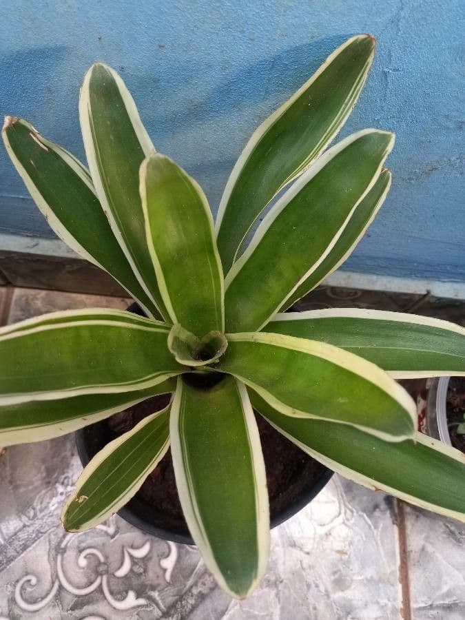 Bromelia arrossata 11