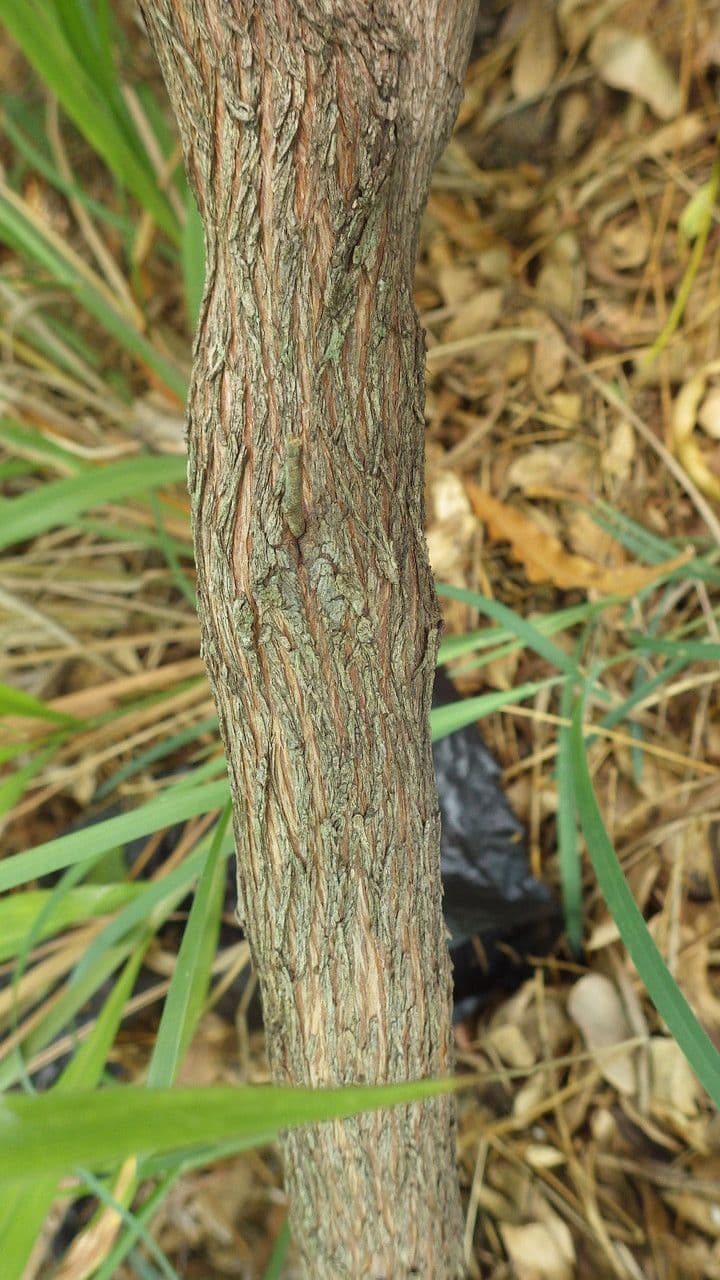 Dodonée visqueuse 21