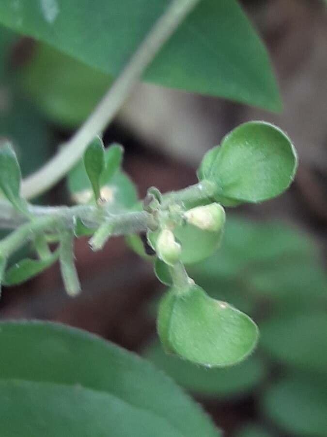 Scutellaria 8