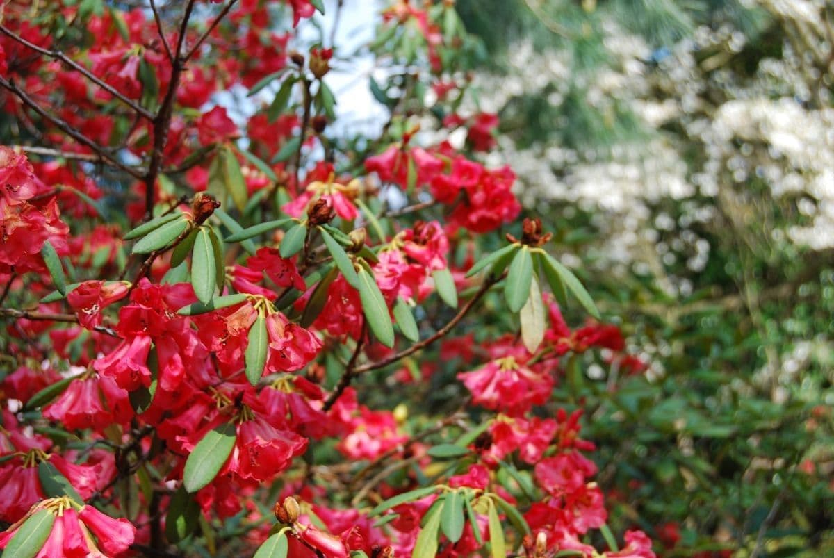 Rododendron 19