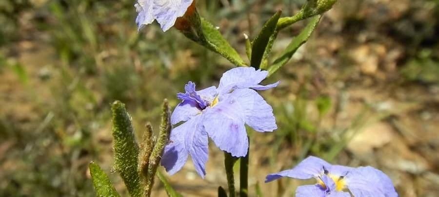 Dampiera stricta