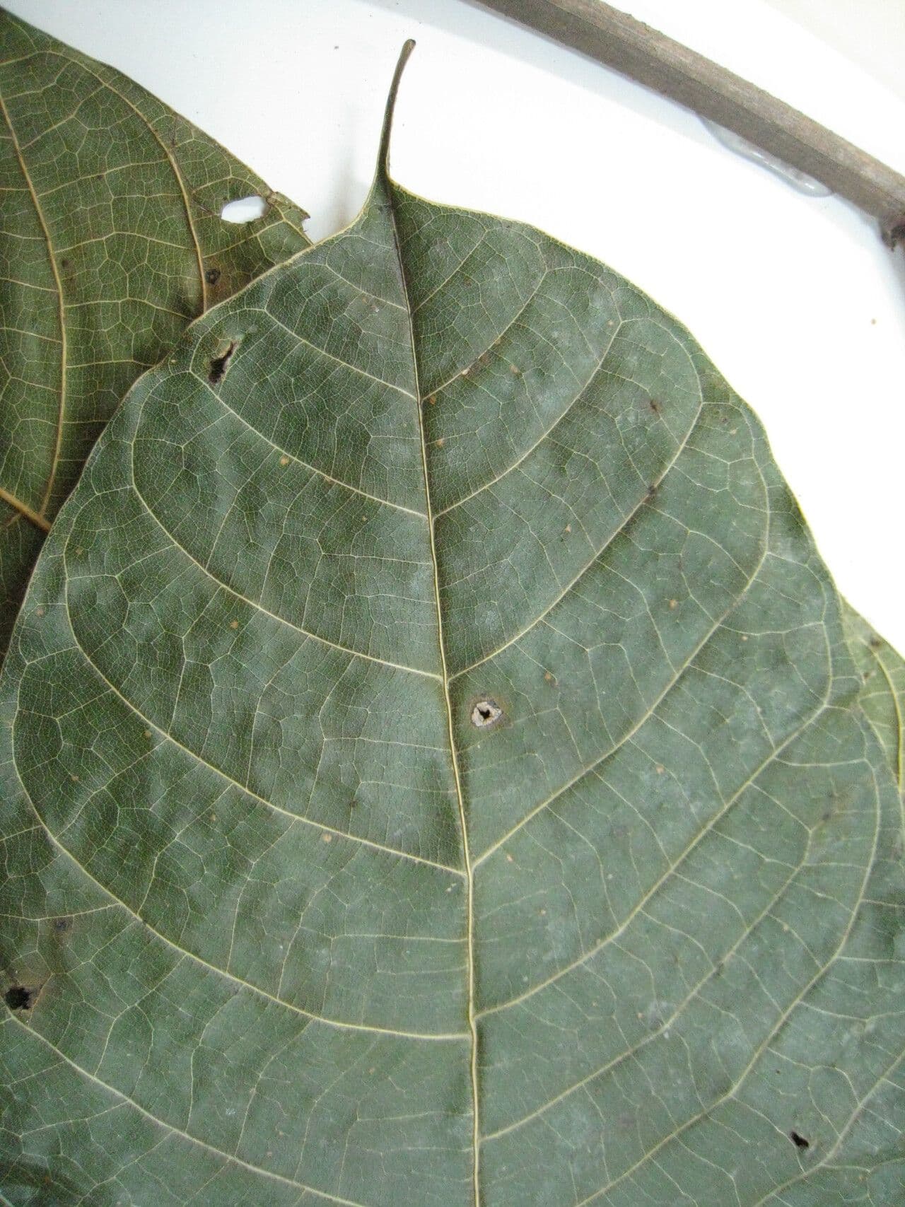 Protium 3