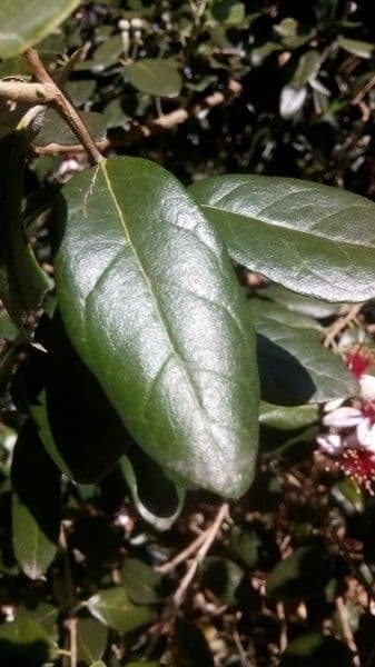 Feijoa 20