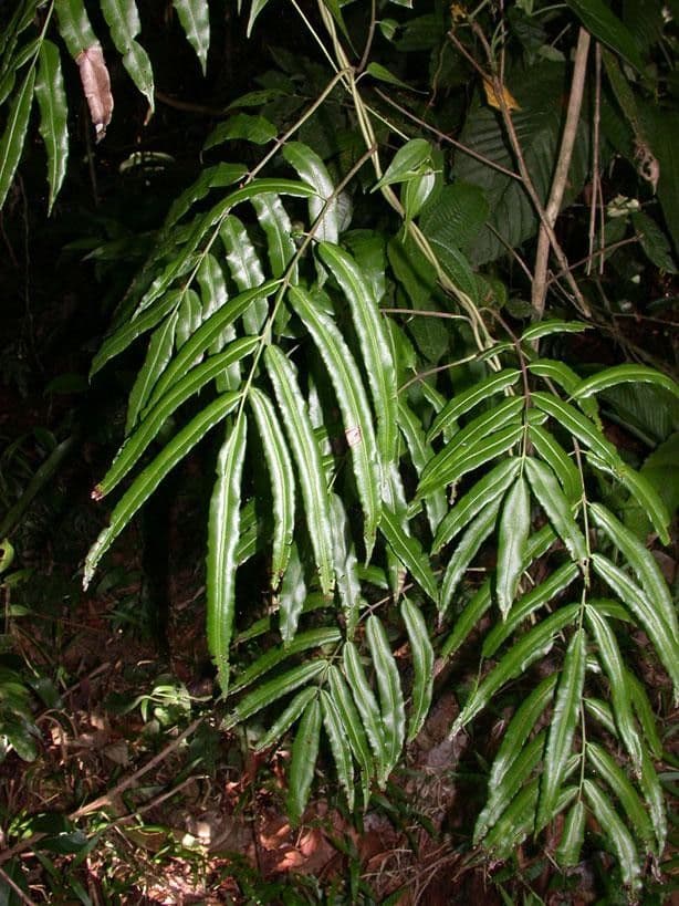 Salpichlaena 6