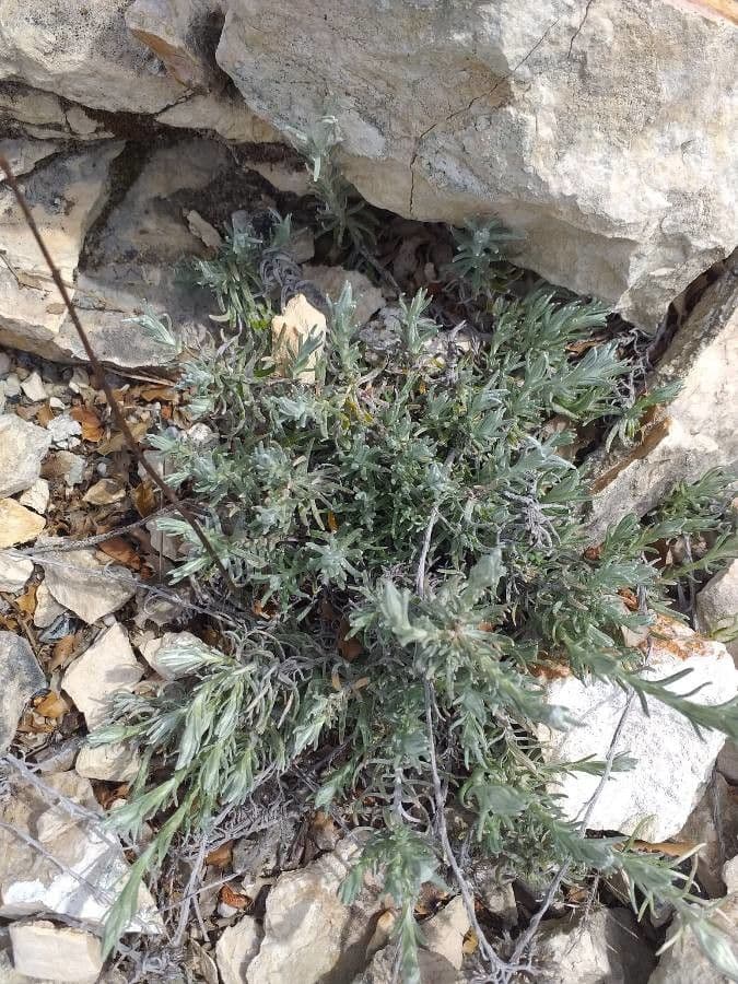 Achillea clavennae 10