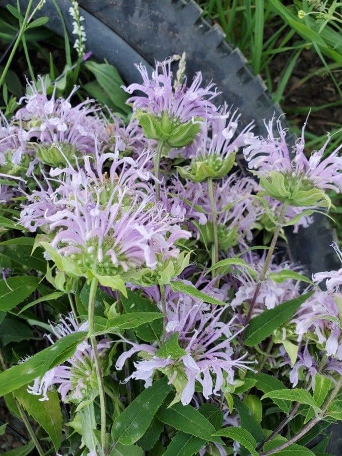 Monarda 8