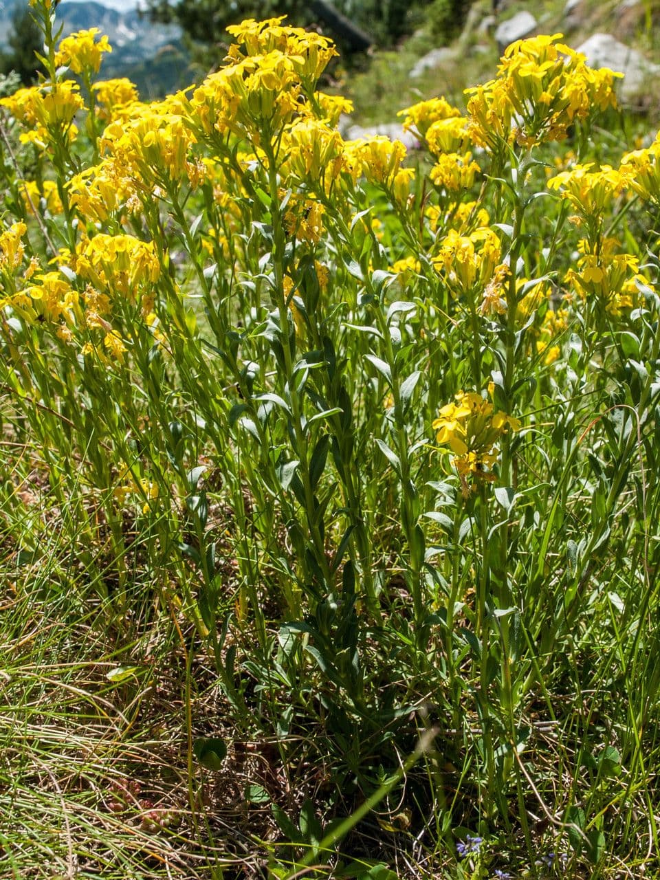 Erysimum di Drenowski 3
