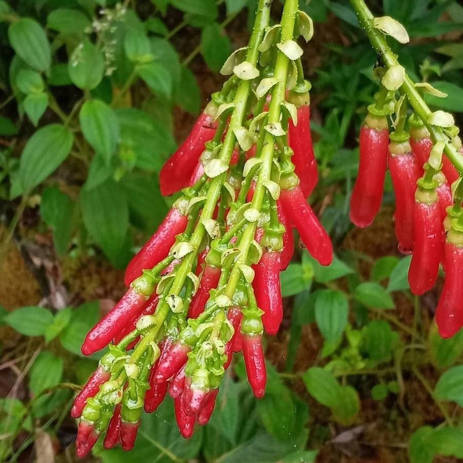 Cavendishia
