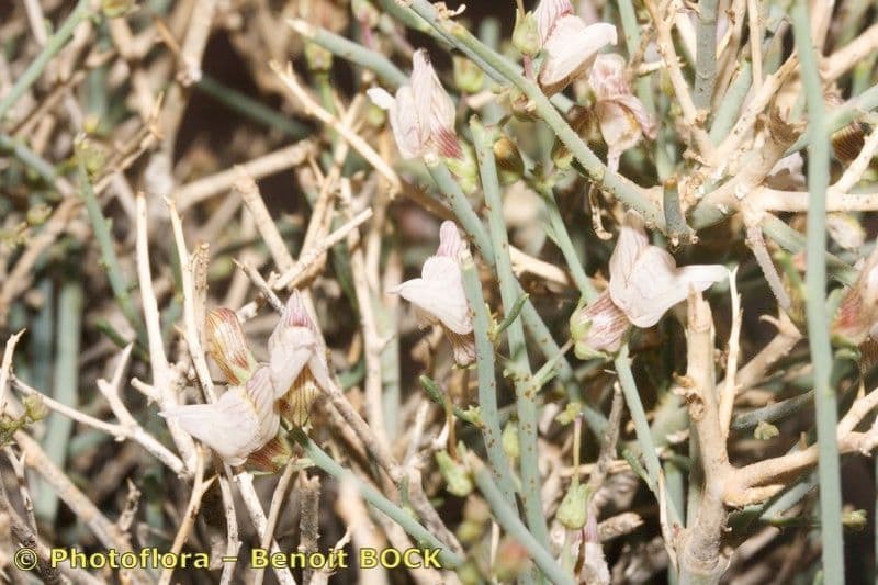 Acanthorrhinum 13