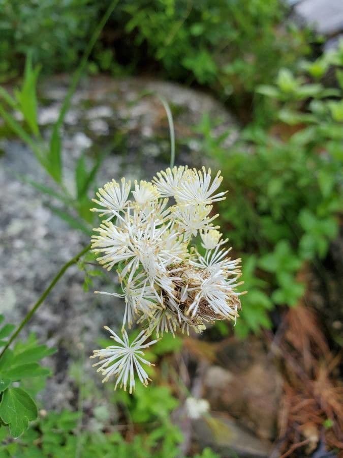 Thalictrum pubescens 6