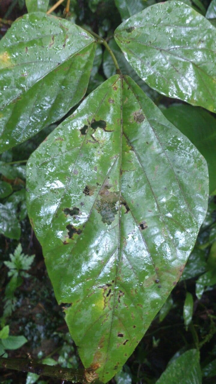 Erythrina garbatá 14