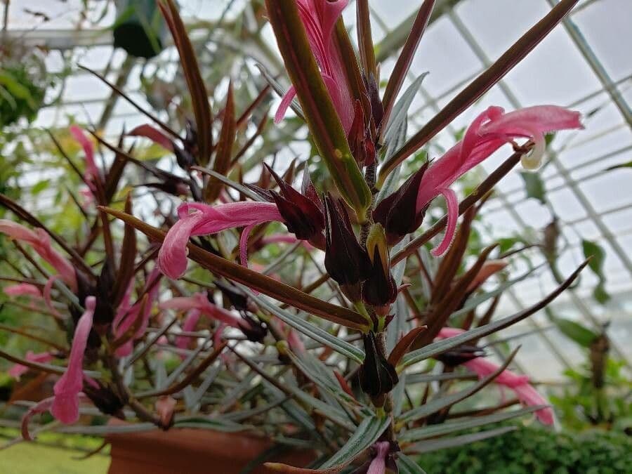 Columnea 9
