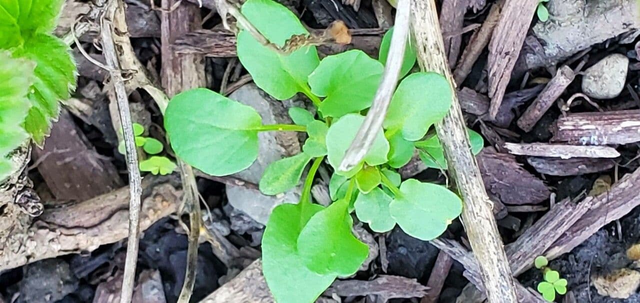 Cardamine bellidifolia 13
