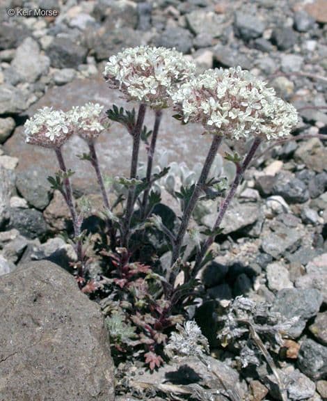 Ipomopsis congesta 6