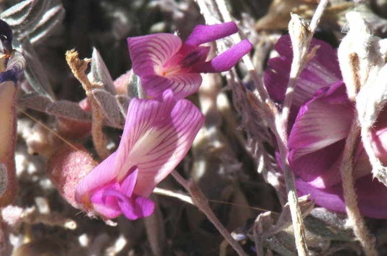 Astragalo maculato 8