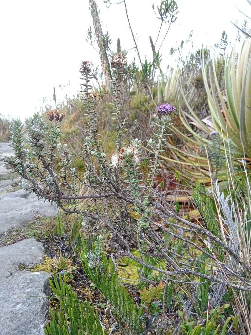 Linochilus phylicoides 3