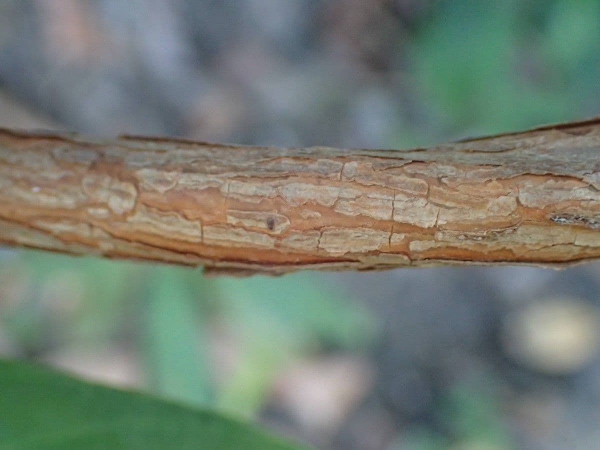Tetracera 5