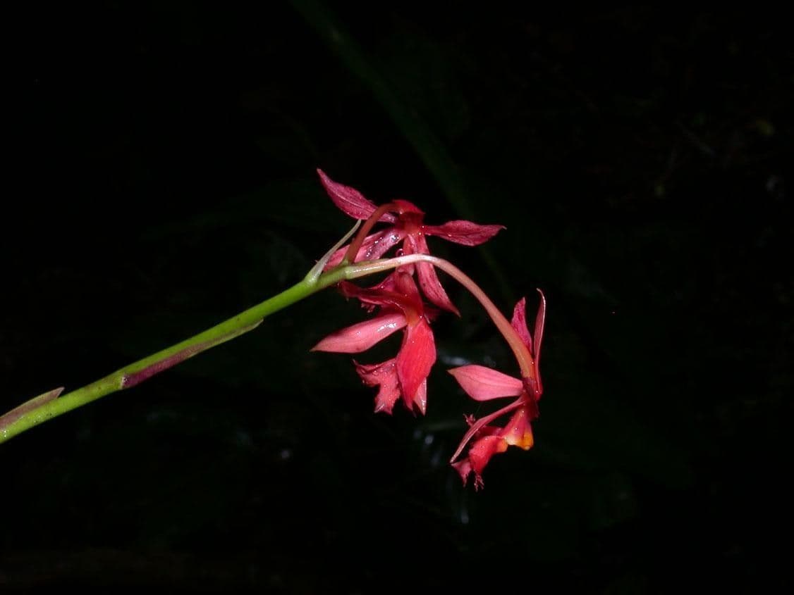 Epidendrum 6