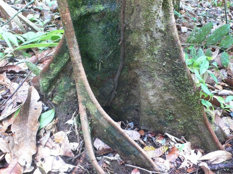 Sloanea