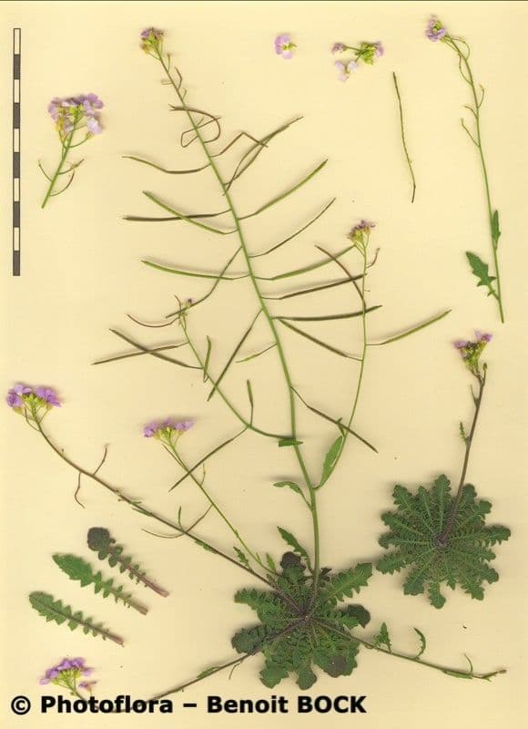 Arabetta sabbiola 22