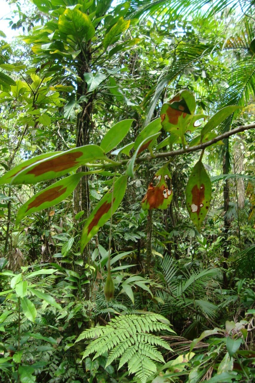 Nematanthus 7