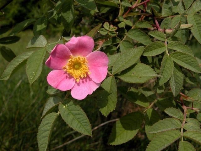 Weiche Rose 8