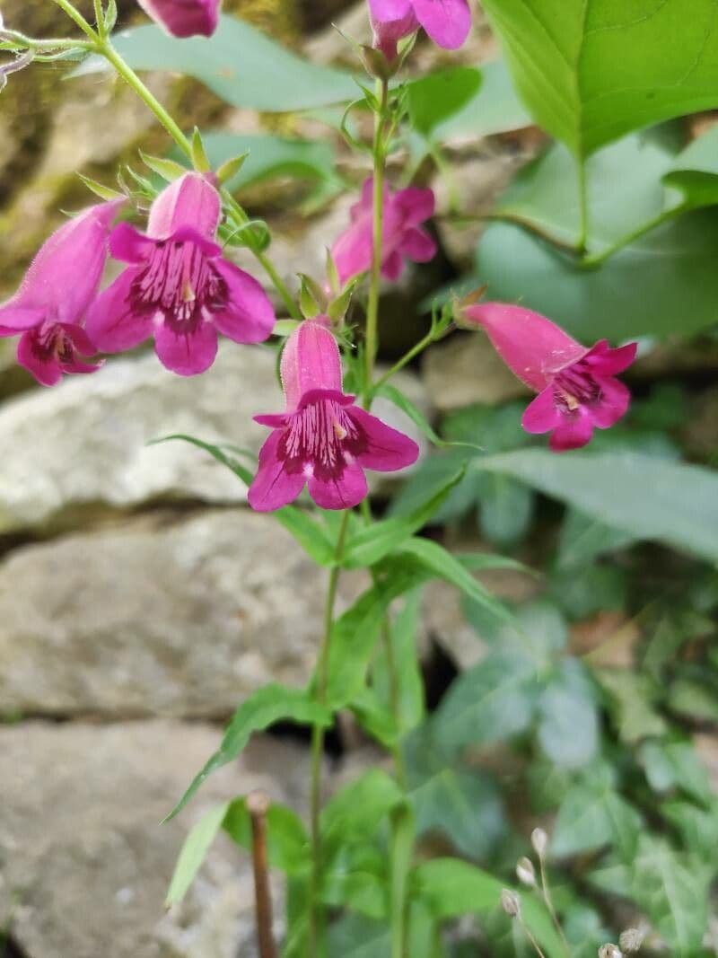 Penstemon 3