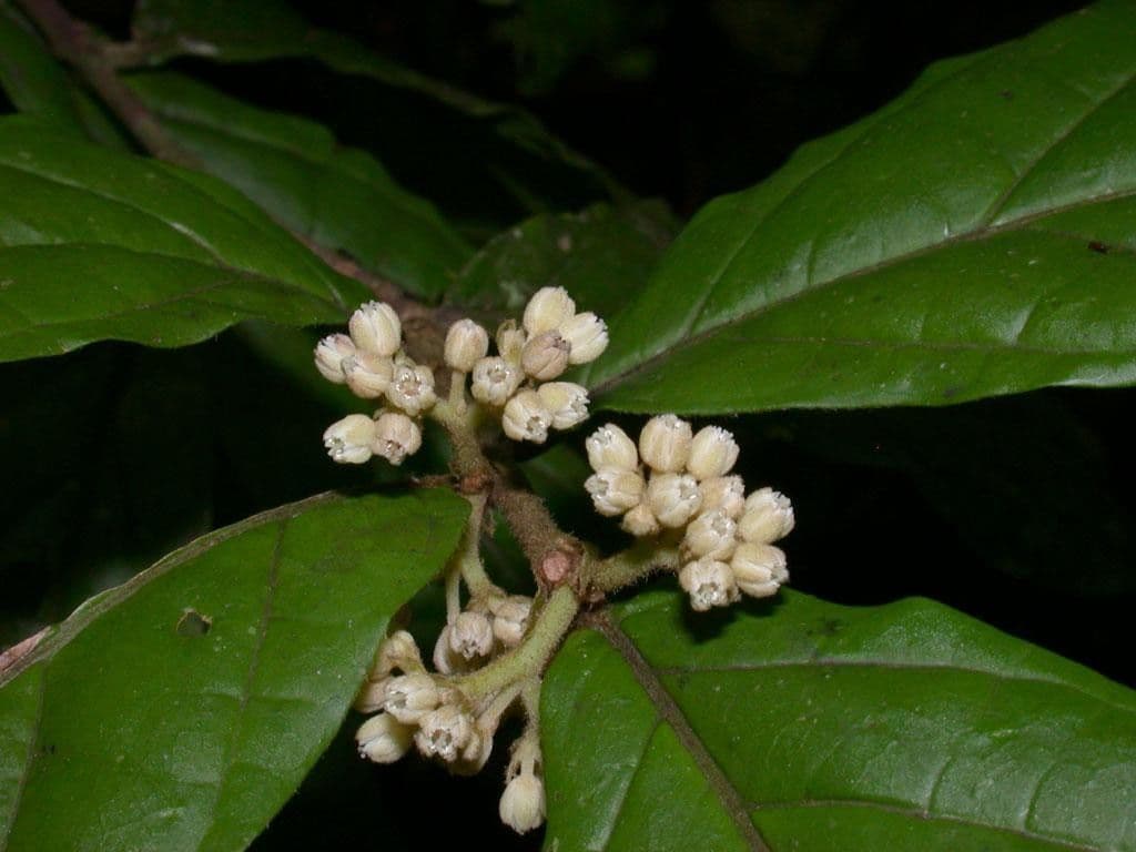 Dichapetalum 15