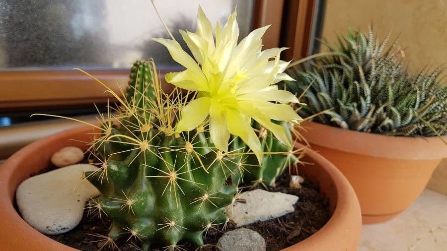 Cactus barile uncinato 7