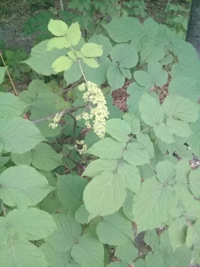 Araria racemosa 18