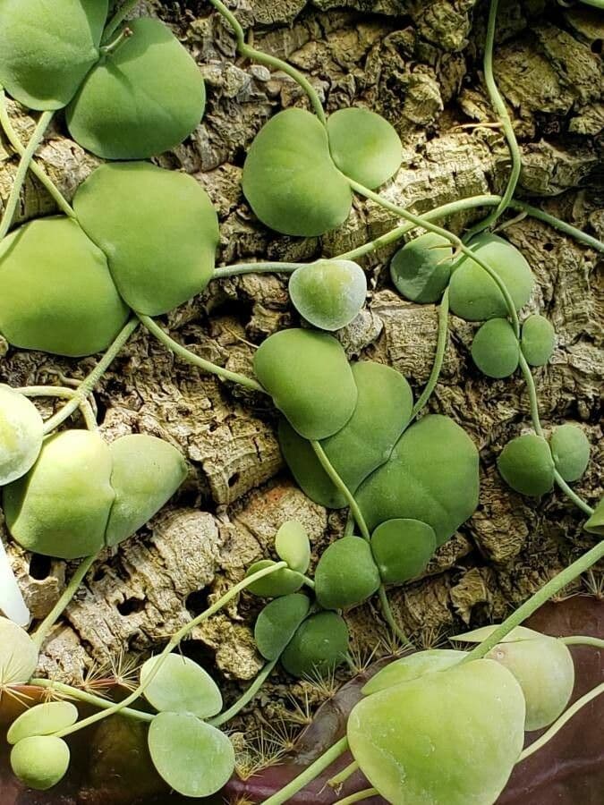 Dischidia