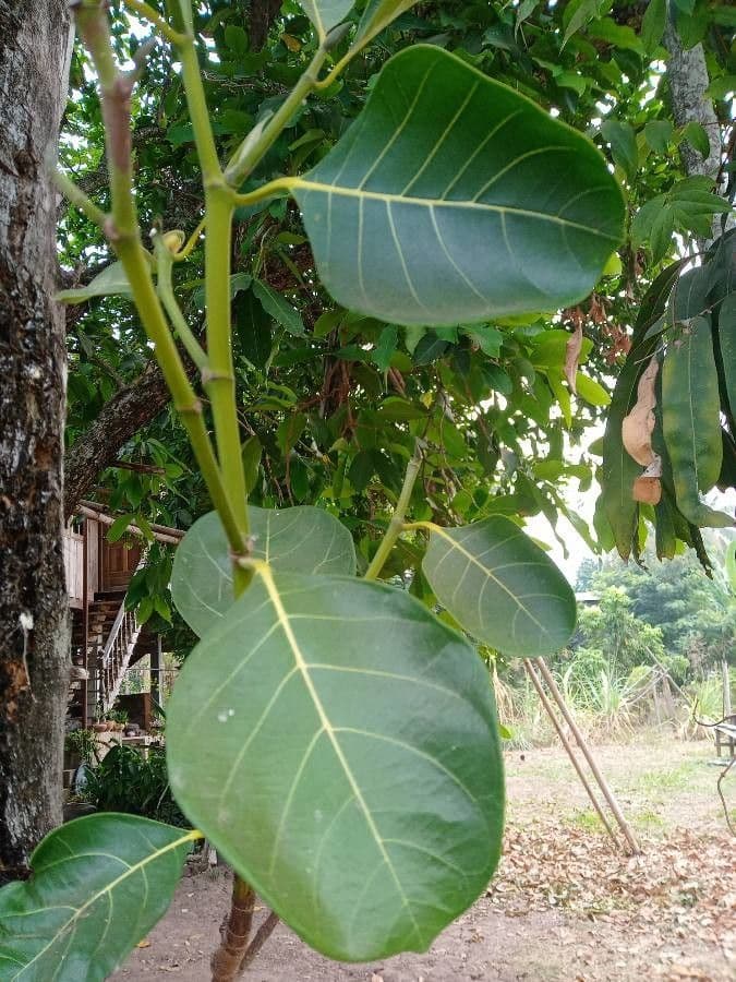 Jackfruit 9