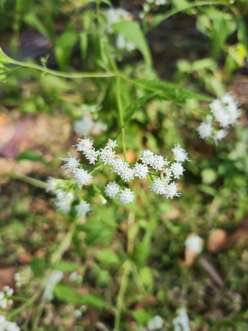 Ageratina aromatica 3