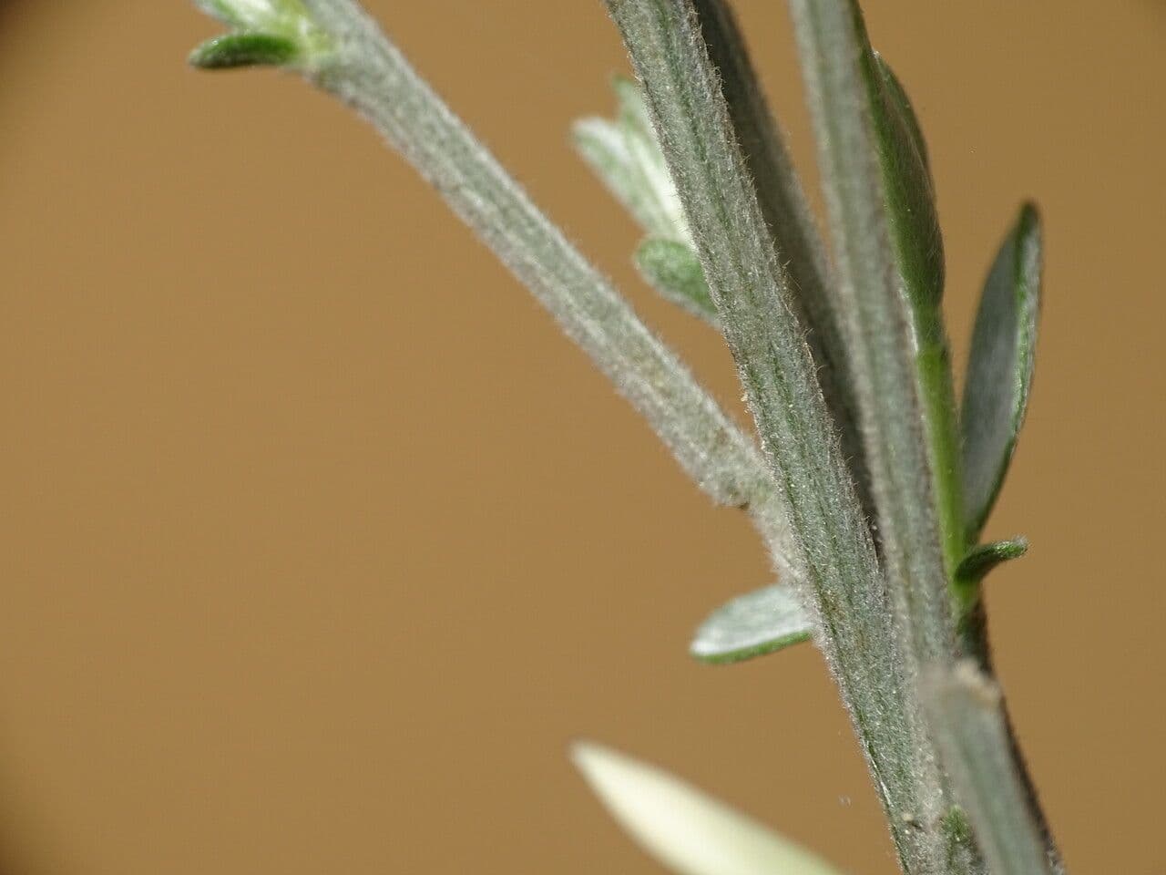 Ginestra multiflora 17