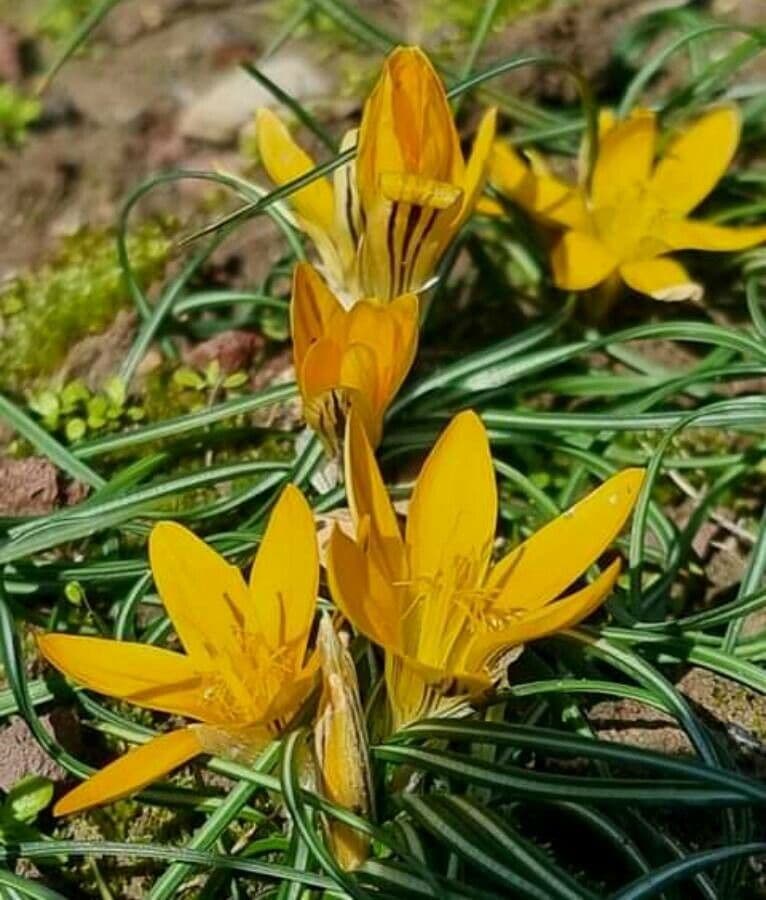 Crocus