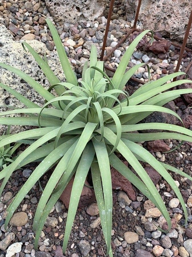 Agave 7