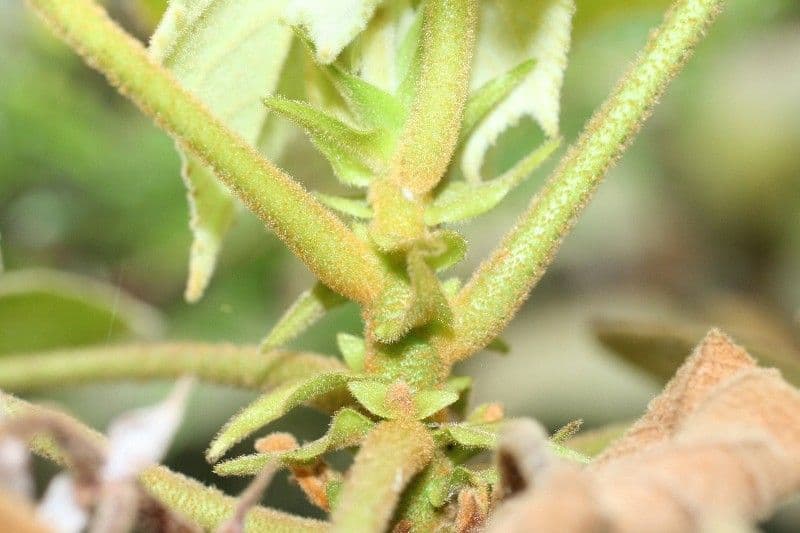 Dombeya 23