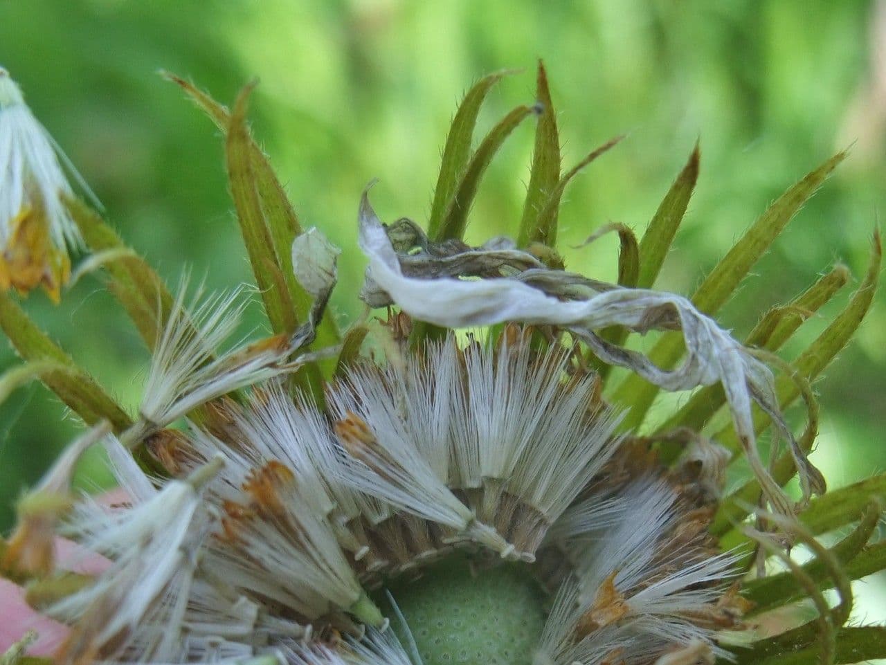 Dorónico 3