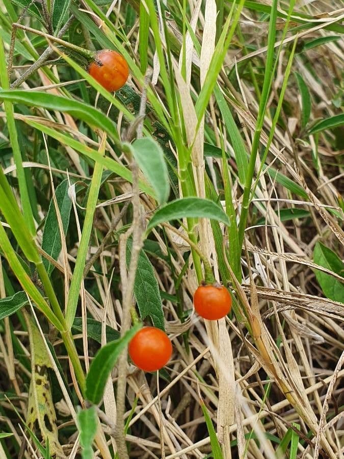 Solanum