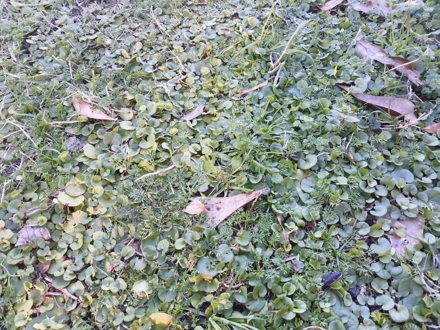 Dichondra a fiore piccolo 8