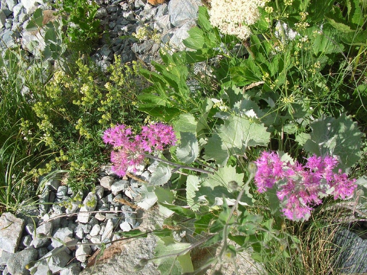 Cavolaccio bianco 10