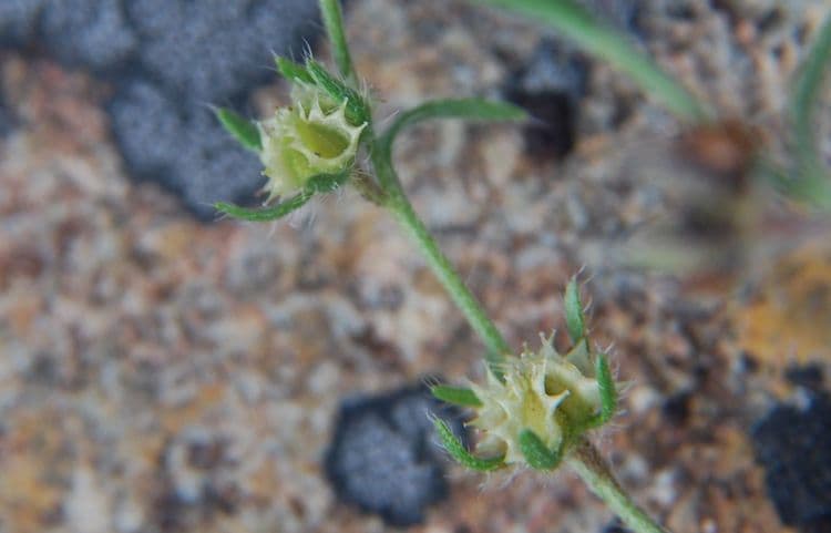 Lappula occidentale