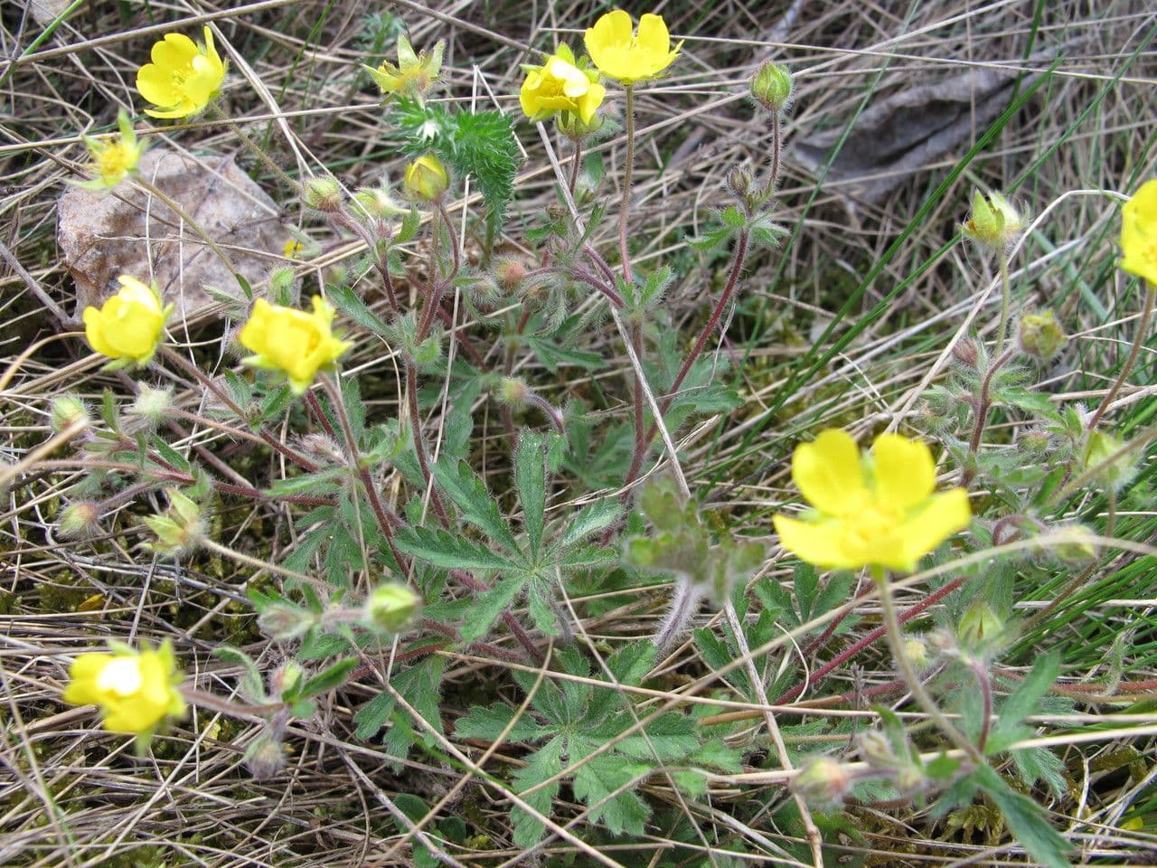 Potentilla eptafilla 9