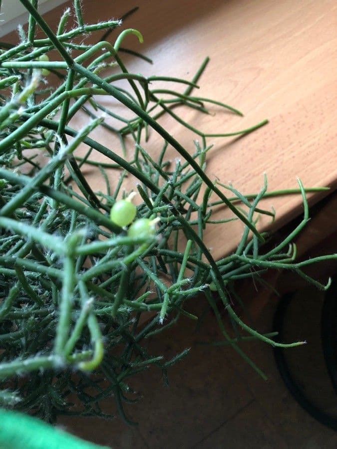Cactus corail